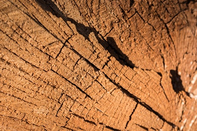 Holzlandschaft (Foto - Christopher Muschitz)